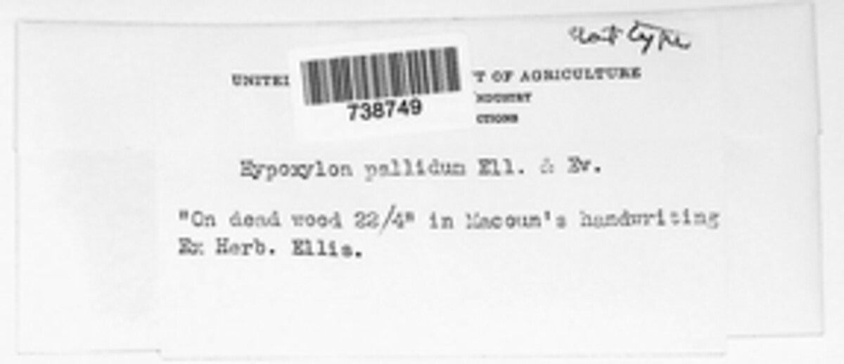 Hypoxylon notatum image